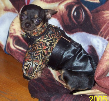 Mosquito: Chihuahua mâle