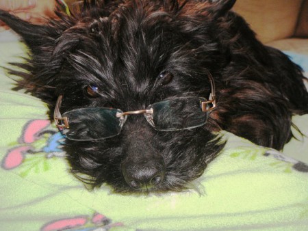 Jujube: Scottish Terrier