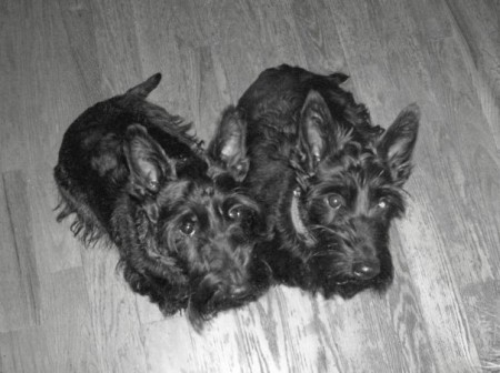 Mamans Scottish Terrier