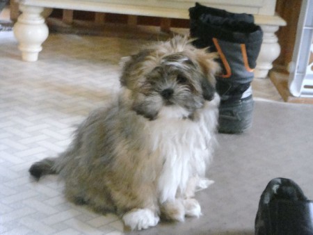 Maman Shih-Tzu