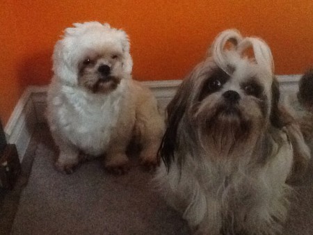 Mamans Shih-Tzu