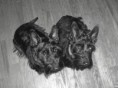 Mamans Scottish Terrier